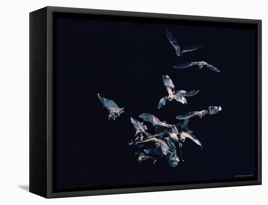 Pack of Spear Nosed Bats in Flight at Yale's Kline Biology Lab-Nina Leen-Framed Stretched Canvas