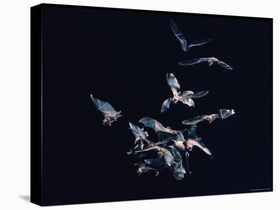 Pack of Spear Nosed Bats in Flight at Yale's Kline Biology Lab-Nina Leen-Stretched Canvas