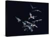 Pack of Spear Nosed Bats in Flight at Yale's Kline Biology Lab-Nina Leen-Stretched Canvas