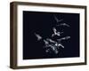 Pack of Spear Nosed Bats in Flight at Yale's Kline Biology Lab-Nina Leen-Framed Photographic Print