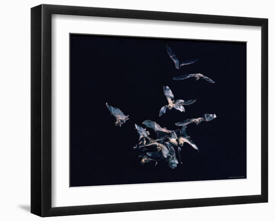 Pack of Spear Nosed Bats in Flight at Yale's Kline Biology Lab-Nina Leen-Framed Photographic Print