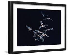 Pack of Spear Nosed Bats in Flight at Yale's Kline Biology Lab-Nina Leen-Framed Photographic Print