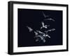 Pack of Spear Nosed Bats in Flight at Yale's Kline Biology Lab-Nina Leen-Framed Photographic Print