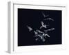 Pack of Spear Nosed Bats in Flight at Yale's Kline Biology Lab-Nina Leen-Framed Photographic Print