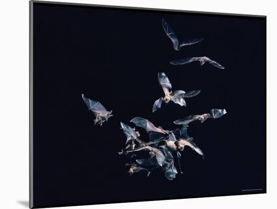 Pack of Spear Nosed Bats in Flight at Yale's Kline Biology Lab-Nina Leen-Mounted Photographic Print
