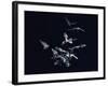 Pack of Spear Nosed Bats in Flight at Yale's Kline Biology Lab-Nina Leen-Framed Photographic Print