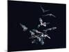 Pack of Spear Nosed Bats in Flight at Yale's Kline Biology Lab-Nina Leen-Mounted Photographic Print
