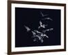 Pack of Spear Nosed Bats in Flight at Yale's Kline Biology Lab-Nina Leen-Framed Photographic Print