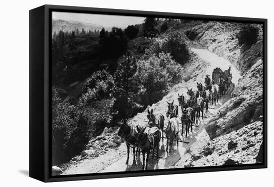 Pack of Team Mules Going through Sonora Pass-null-Framed Stretched Canvas
