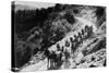 Pack of Team Mules Going through Sonora Pass-null-Stretched Canvas