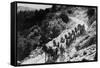 Pack of Team Mules Going through Sonora Pass-null-Framed Stretched Canvas