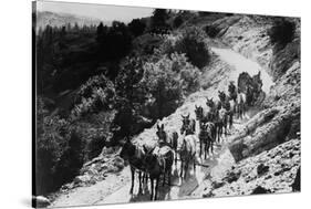 Pack of Team Mules Going through Sonora Pass-null-Stretched Canvas