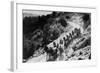 Pack of Team Mules Going through Sonora Pass-null-Framed Photographic Print