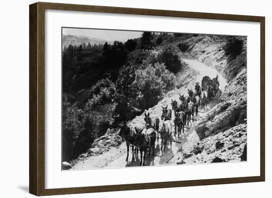 Pack of Team Mules Going through Sonora Pass-null-Framed Photographic Print