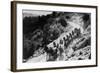 Pack of Team Mules Going through Sonora Pass-null-Framed Photographic Print