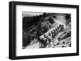 Pack of Team Mules Going through Sonora Pass-null-Framed Photographic Print