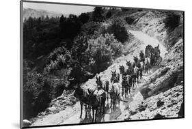 Pack of Team Mules Going through Sonora Pass-null-Mounted Photographic Print