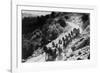 Pack of Team Mules Going through Sonora Pass-null-Framed Photographic Print