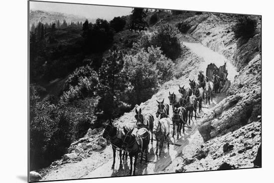 Pack of Team Mules Going through Sonora Pass-null-Mounted Photographic Print