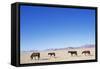 Pack of Wild Horses in Namib Desert-Paul Souders-Framed Stretched Canvas