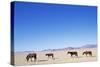 Pack of Wild Horses in Namib Desert-Paul Souders-Stretched Canvas