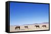 Pack of Wild Horses in Namib Desert-Paul Souders-Framed Stretched Canvas