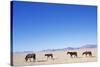 Pack of Wild Horses in Namib Desert-Paul Souders-Stretched Canvas