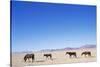 Pack of Wild Horses in Namib Desert-Paul Souders-Stretched Canvas