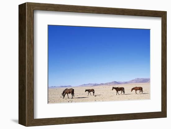 Pack of Wild Horses in Namib Desert-Paul Souders-Framed Photographic Print