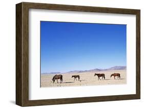 Pack of Wild Horses in Namib Desert-Paul Souders-Framed Photographic Print