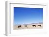 Pack of Wild Horses in Namib Desert-Paul Souders-Framed Photographic Print