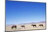 Pack of Wild Horses in Namib Desert-Paul Souders-Mounted Photographic Print