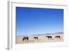 Pack of Wild Horses in Namib Desert-Paul Souders-Framed Photographic Print