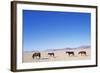 Pack of Wild Horses in Namib Desert-Paul Souders-Framed Photographic Print