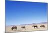 Pack of Wild Horses in Namib Desert-Paul Souders-Mounted Photographic Print