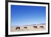 Pack of Wild Horses in Namib Desert-Paul Souders-Framed Photographic Print