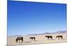 Pack of Wild Horses in Namib Desert-Paul Souders-Mounted Photographic Print