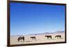 Pack of Wild Horses in Namib Desert-Paul Souders-Framed Photographic Print