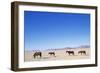 Pack of Wild Horses in Namib Desert-Paul Souders-Framed Photographic Print