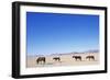 Pack of Wild Horses in Namib Desert-Paul Souders-Framed Photographic Print