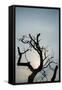 Canvas Black