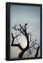 Essential Black