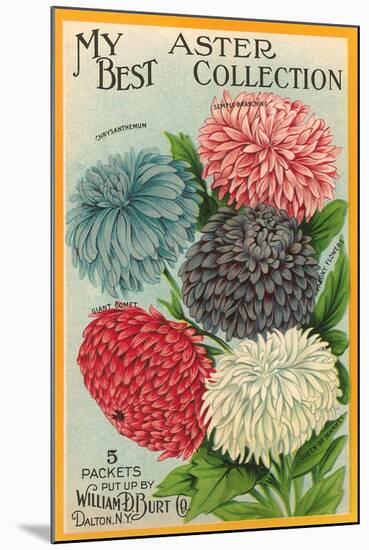 Packet of Aster Seeds-null-Mounted Art Print