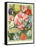 Packet of Sweet Pea Seeds-null-Framed Stretched Canvas