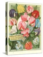 Packet of Sweet Pea Seeds-null-Stretched Canvas