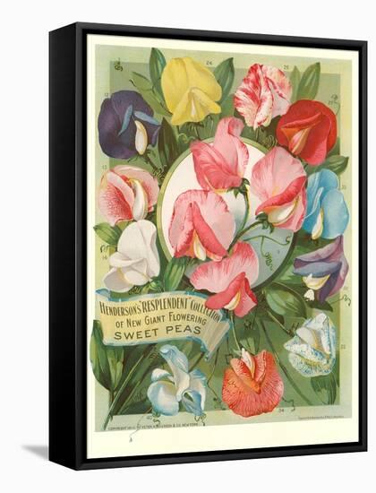 Packet of Sweet Pea Seeds-null-Framed Stretched Canvas