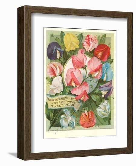 Packet of Sweet Pea Seeds-null-Framed Art Print