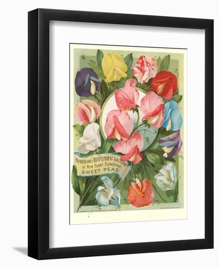 Packet of Sweet Pea Seeds-null-Framed Art Print