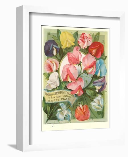 Packet of Sweet Pea Seeds-null-Framed Art Print
