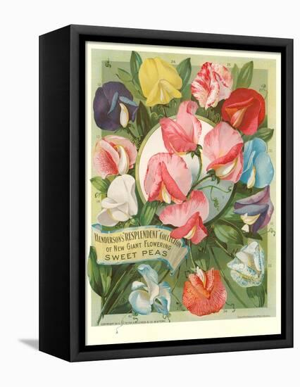 Packet of Sweet Pea Seeds-null-Framed Stretched Canvas